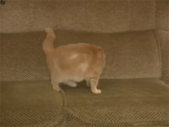 어미 잃은 아기토끼를 돌보는 어미고양이 | 인스티즈