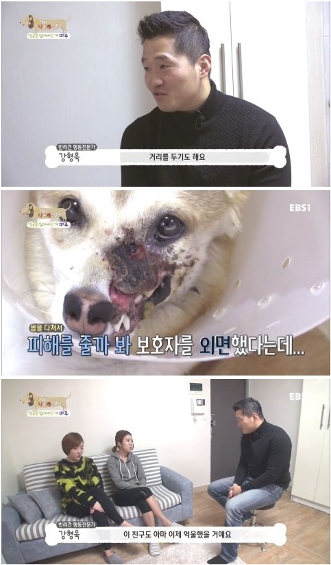 [세상에나쁜개는없다] 애견훈련소 갔다가 얼굴을 잃어버린 마루 (감동이쟈나ㅠㅠ) | 인스티즈