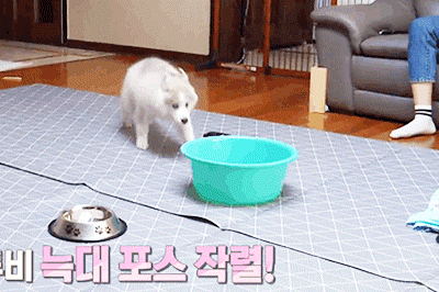 최현석 쉐프네 강아지 뚜이의 특기.gif | 인스티즈