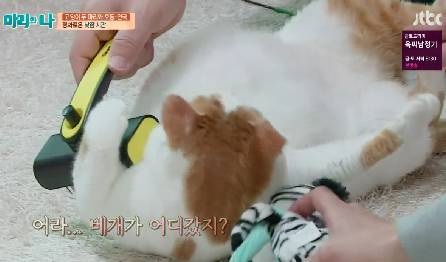 [마리와나] 뚱보냥 호동이 다이어트 시키기 (feat.먼지) | 인스티즈