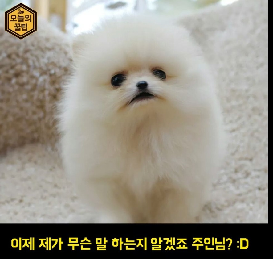 강아지 행동의 의미 | 인스티즈