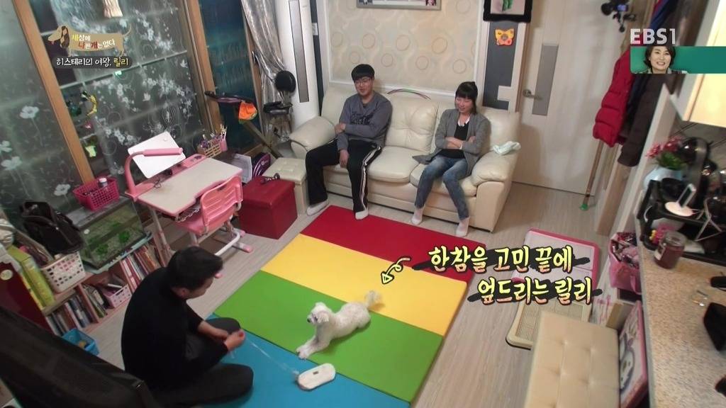 [세상에나쁜개는없다] 가족들에게 짖고 무는 강아지 릴리햏 | 인스티즈