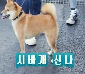 다들,,마음속에,,댕댕이 하나쯤은,,품고있잖아,,? 반려견 유튜브 추천 | 인스티즈