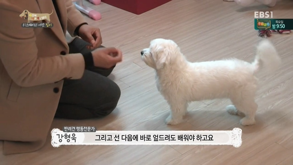 [세상에나쁜개는없다] 가족들에게 짖고 무는 강아지 릴리햏 | 인스티즈