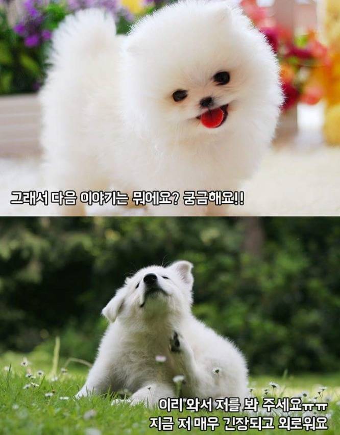 강아지 행동의 의미 | 인스티즈