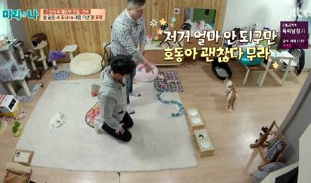 [마리와나] 뚱보냥 호동이 다이어트 시키기 (feat.먼지) | 인스티즈