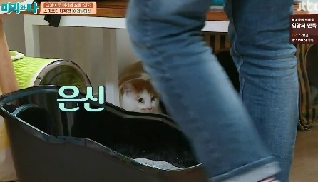 [마리와나] 뚱보냥 호동이 다이어트 시키기 (feat.먼지) | 인스티즈