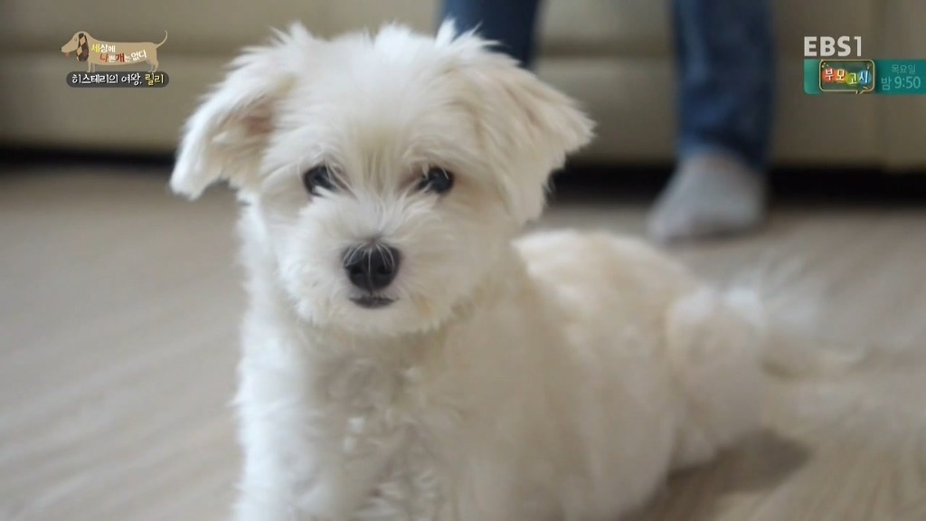 [세상에나쁜개는없다] 가족들에게 짖고 무는 강아지 릴리햏 | 인스티즈