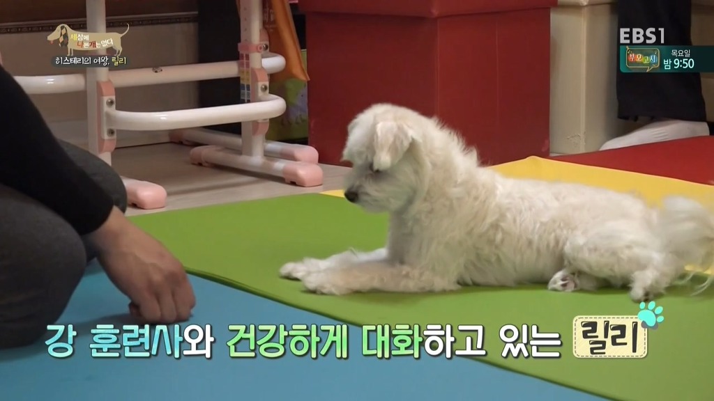 [세상에나쁜개는없다] 가족들에게 짖고 무는 강아지 릴리햏 | 인스티즈