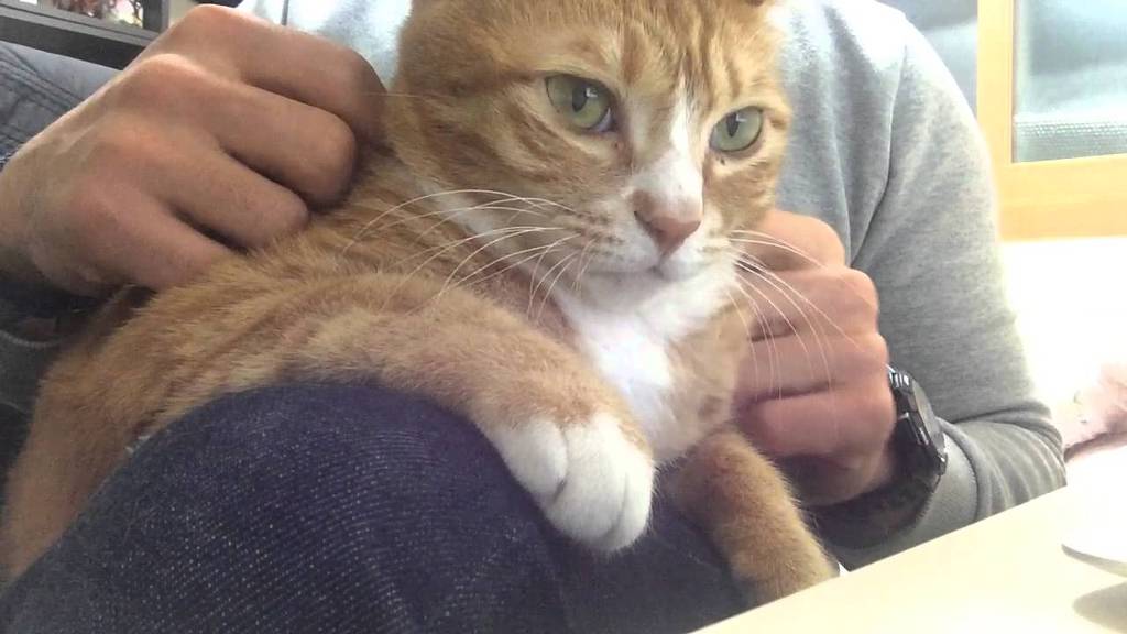 고양이 유투버 시청자들 시청 단계.jpg | 인스티즈