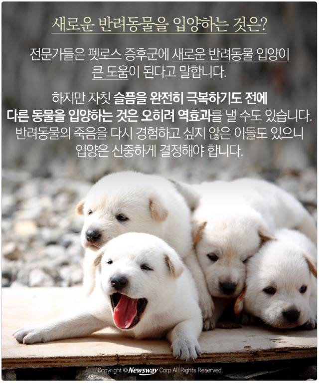 처음 반려동물 만났을때 너무 좋고 예뻐서 전혀 생각하지 못하는 것.jpg | 인스티즈