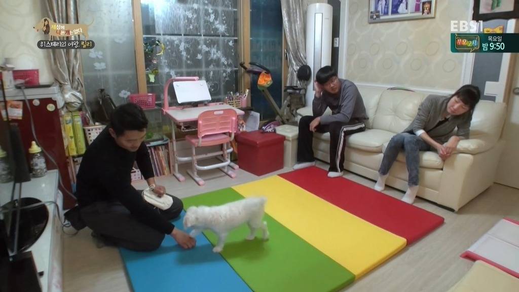 [세상에나쁜개는없다] 가족들에게 짖고 무는 강아지 릴리햏 | 인스티즈