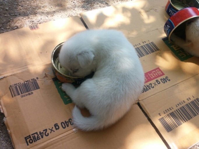 시골 강아지 특징 | 인스티즈