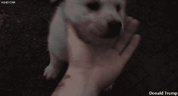 시골 강아지 특징 | 인스티즈