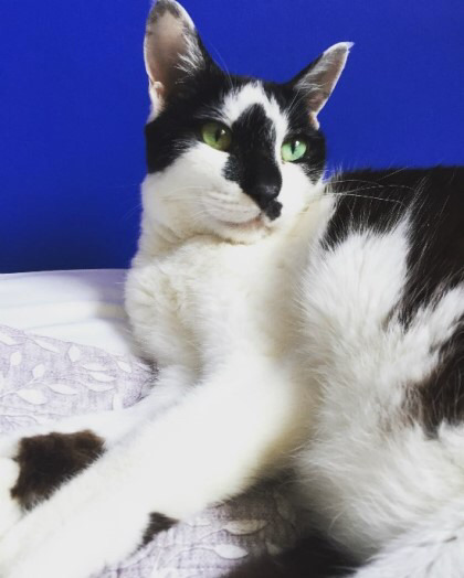 다음웹툰 뽀짜툰 짜구가 하늘나라로 떠났습니다 | 인스티즈