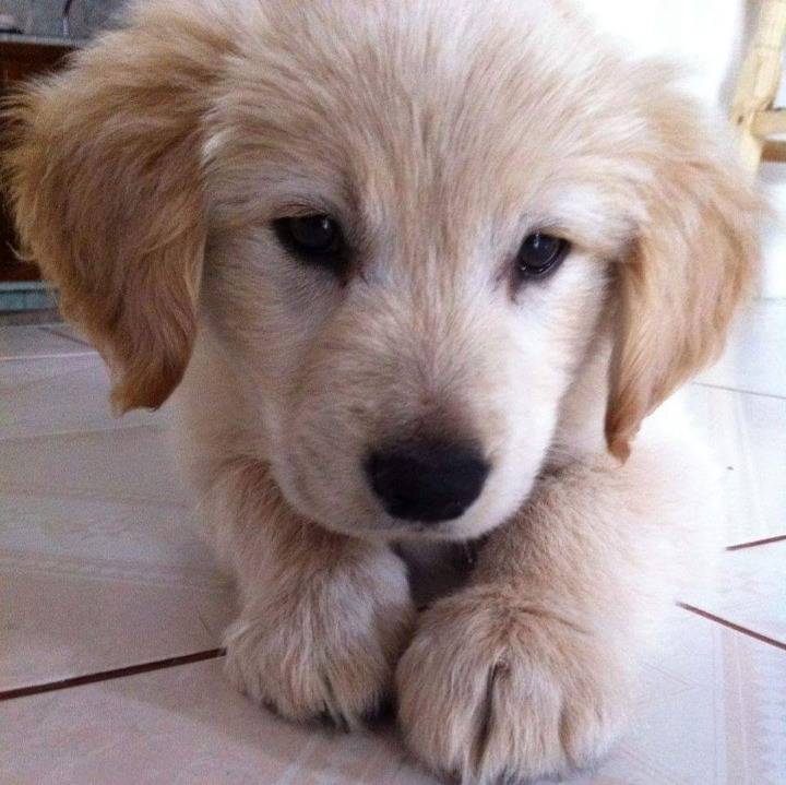 강아지가 나만 바라보는 이유 .jpg | 인스티즈