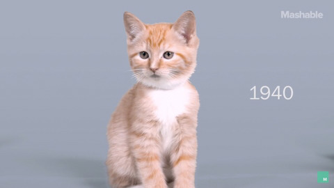 100년동안의 고양이의 미모변화 | 인스티즈