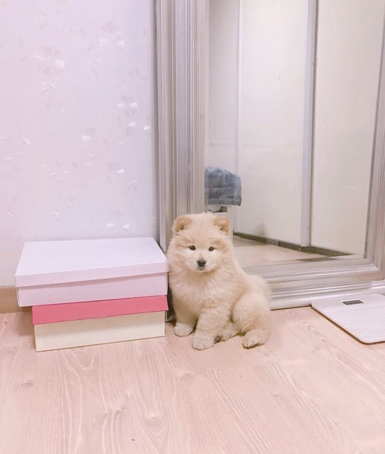 나인뮤지스 경리가 키우는 강아지 ㅠ 졸라 귀엽긔 ㅠ.jpgif | 인스티즈