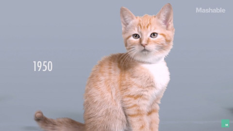 100년동안의 고양이의 미모변화 | 인스티즈