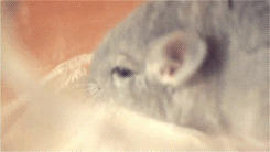 20년동안 사는 쥐 | 인스티즈