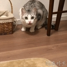 집사 일로 오라냥 | 인스티즈