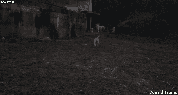 시골 강아지 특징 | 인스티즈