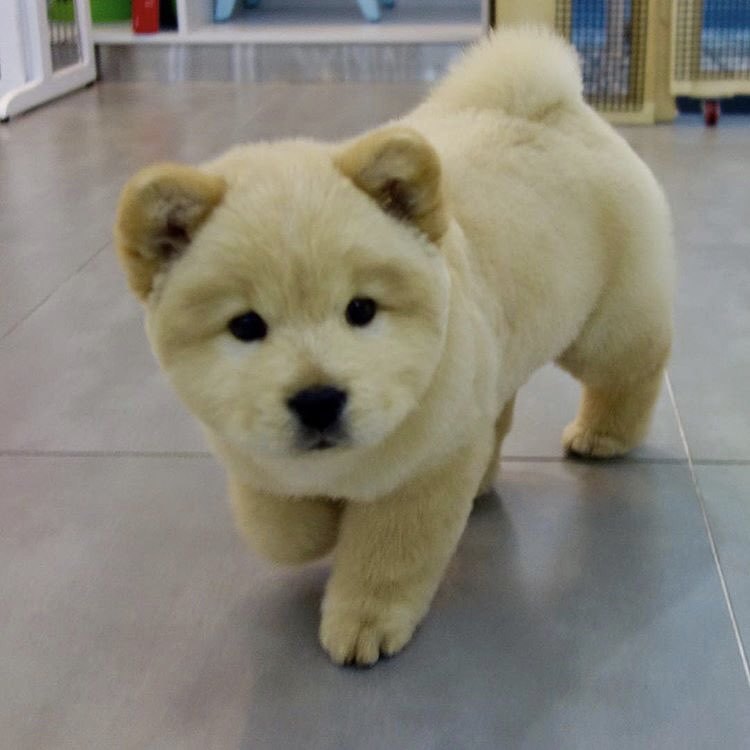 나인뮤지스 경리가 키우는 강아지 ㅠ 졸라 귀엽긔 ㅠ.jpgif | 인스티즈