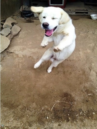 시골 강아지 특징 | 인스티즈