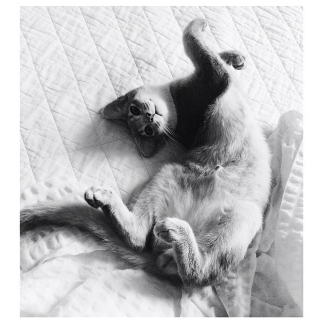 지디가 모시는 고양이 아이 (IYE) | 인스티즈