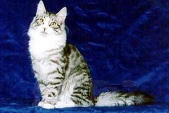 한국에서 인기가 많은 고양이들 | 인스티즈