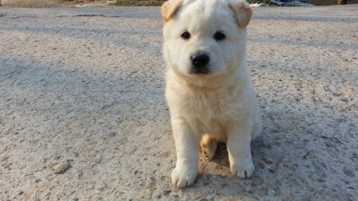 시골 강아지 특징 | 인스티즈