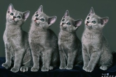 한국에서 인기가 많은 고양이들 | 인스티즈