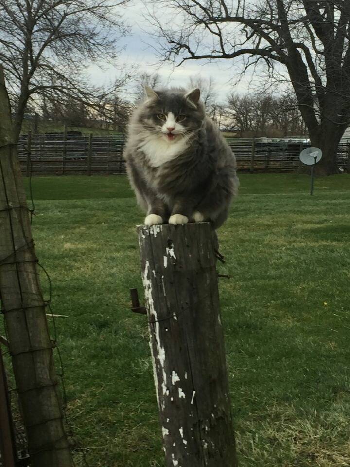 러시아 길냥이.jpg | 인스티즈