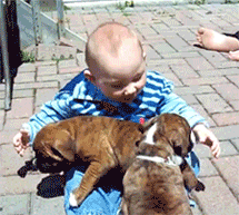 작정하고 귀엽고 사랑스러운 아기와 강아지 모음(심장녹아내림주의) | 인스티즈