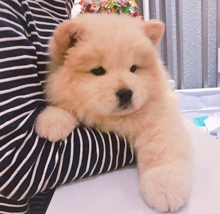 나인뮤지스 경리가 키우는 강아지 ㅠ 졸라 귀엽긔 ㅠ.jpgif | 인스티즈