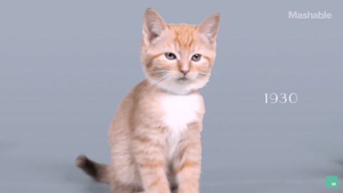 100년동안의 고양이의 미모변화 | 인스티즈