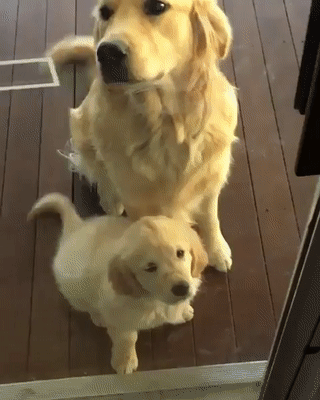 강아지 칼군무 ㅎㄷㄷ | 인스티즈