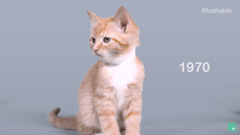 100년동안의 고양이의 미모변화 | 인스티즈