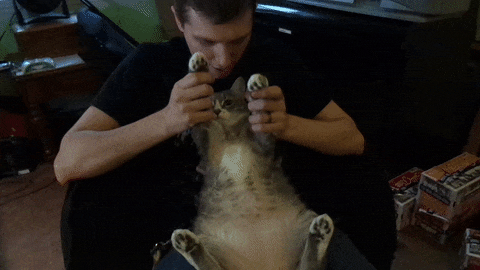 집사와 노는 고양이.gif | 인스티즈