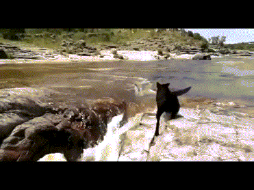 댕댕이를 구하는 댕댕이.gif | 인스티즈