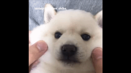 시바견 볼모찌 | 인스티즈