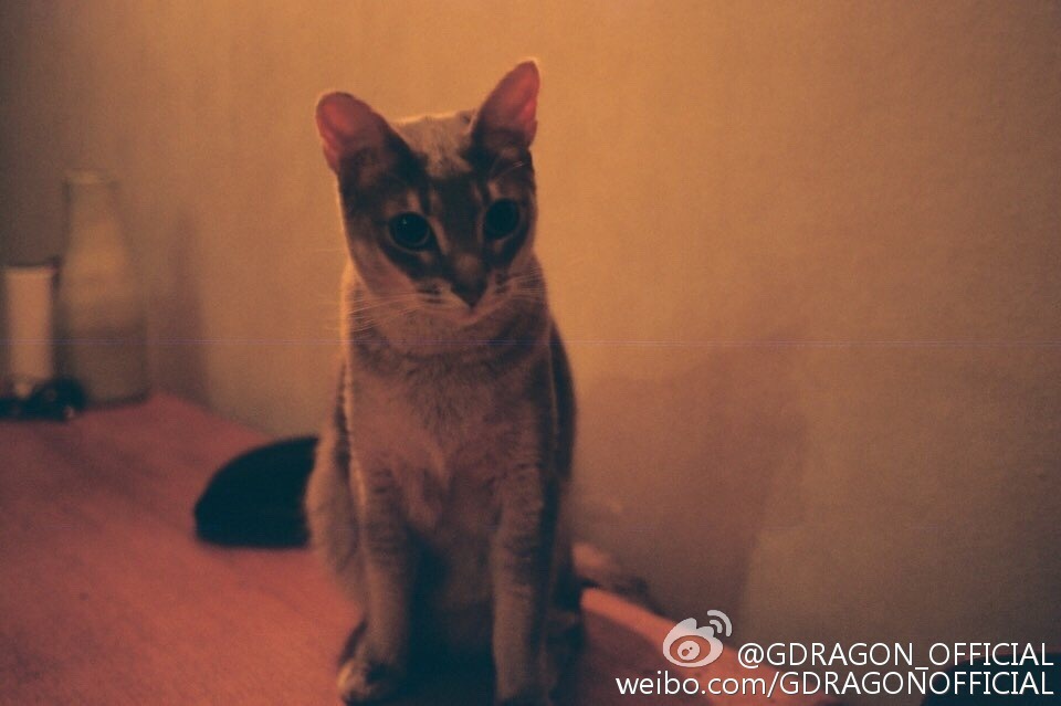 지디가 모시는 고양이 아이 (IYE) | 인스티즈