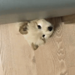 나인뮤지스 경리가 키우는 강아지 ㅠ 졸라 귀엽긔 ㅠ.jpgif | 인스티즈