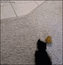 고양이 물리엔진오류 짤 모음.gif | 인스티즈