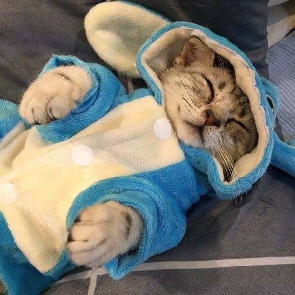 고양이에게 인생잠옷을 사줌.jpg | 인스티즈