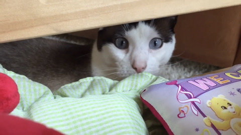 텔레토비 장난감을 소개해주고 노는 유투버(feat. 고양이) | 인스티즈