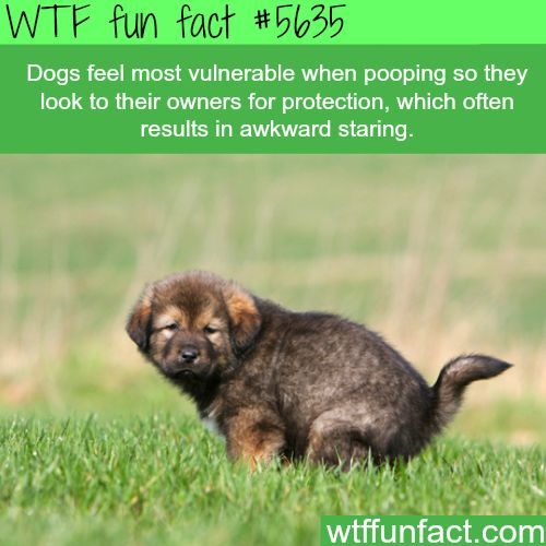 수의사가 말하는 멍멍이가 응가할 때 주인을 쳐다보는 이유 | 인스티즈