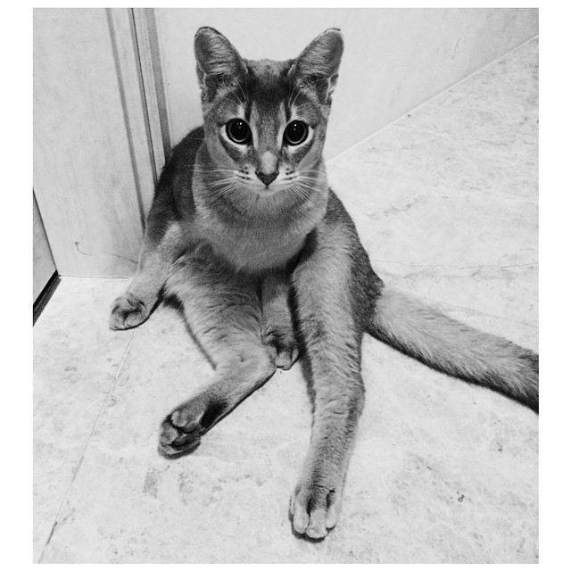 지디가 모시는 고양이 아이 (IYE) | 인스티즈