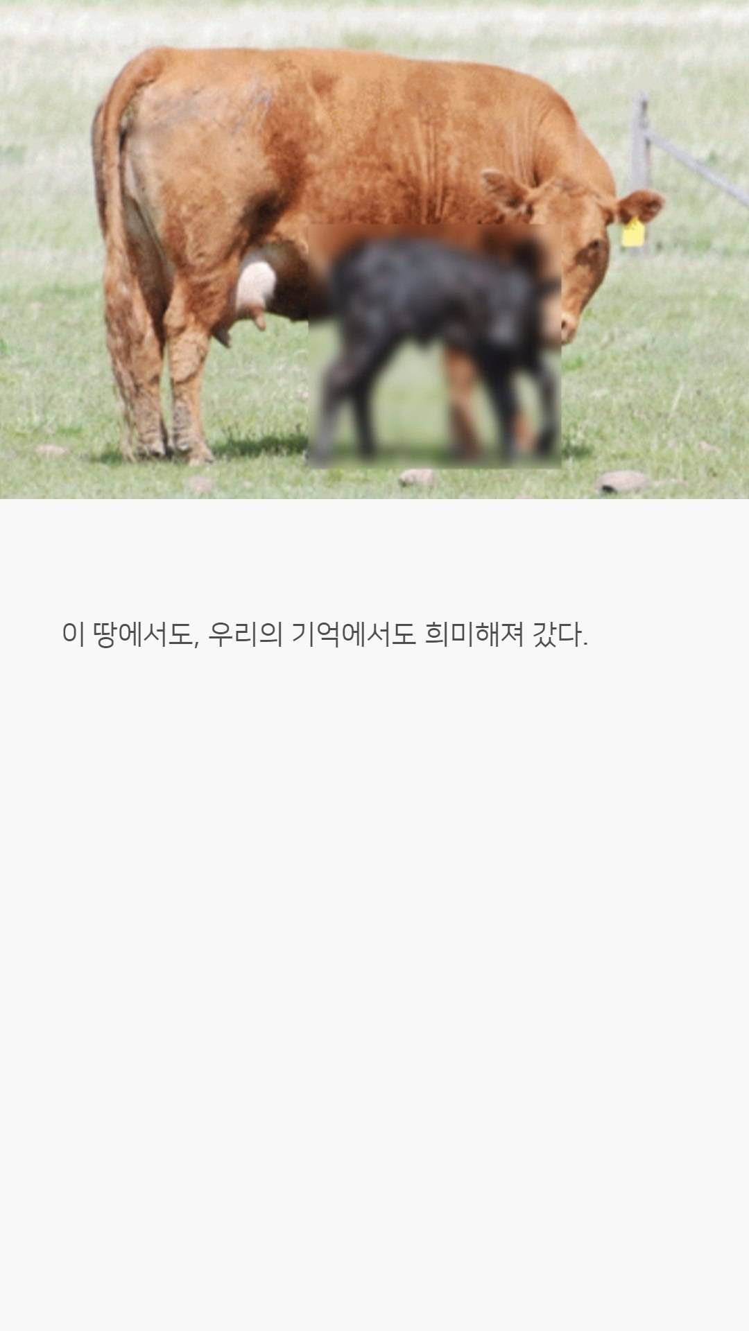 우리나라 한우는 왜 황색일까?jpg | 인스티즈