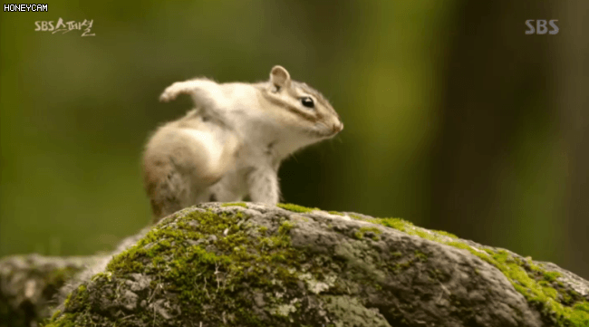 다람쥐 착지 사진의 진실.jpg | 인스티즈